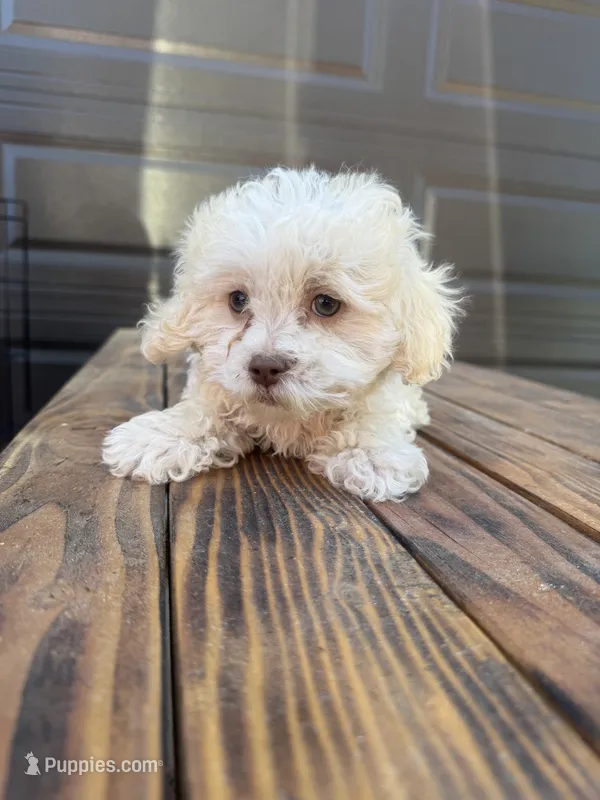 Female 4 – Maltipoo puppy for sale in Madera, CA