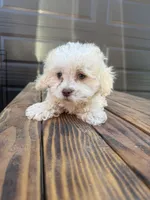 Female 4, a female Maltipoo for sale in Madera, CA – 3 of 6