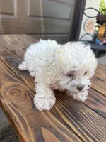 Female 4, a female Maltipoo for sale in Madera, CA – 5 of 6