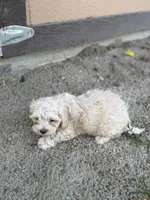 Female 4, a female Maltipoo for sale in Madera, CA – 4 of 7