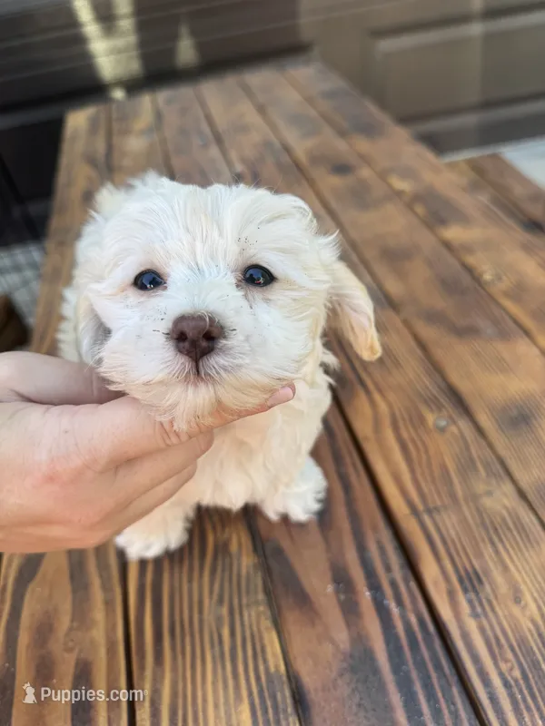 Female 3 – Maltipoo puppy for sale in Madera, CA