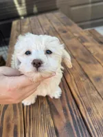Female 3, a female Maltipoo for sale in Madera, CA – 4 of 7