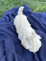 Female 4, a female Maltipoo for sale in Madera, CA – 7 of 7