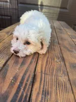 Female 1, a female Maltipoo for sale in Madera, CA – 2 of 6