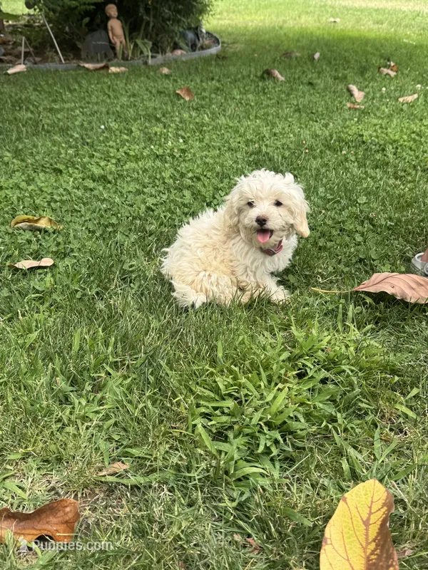 Female 3 – Maltipoo puppy for sale in Madera, CA