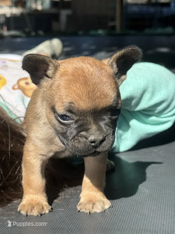 Boy – French Bulldog puppy for sale in Madera, CA