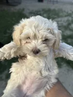Female 4, a female Maltipoo for sale in Madera, CA – 2 of 7