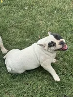 Sprinkles , a female French Bulldog for sale in Los Angeles, CA – 3 of 5