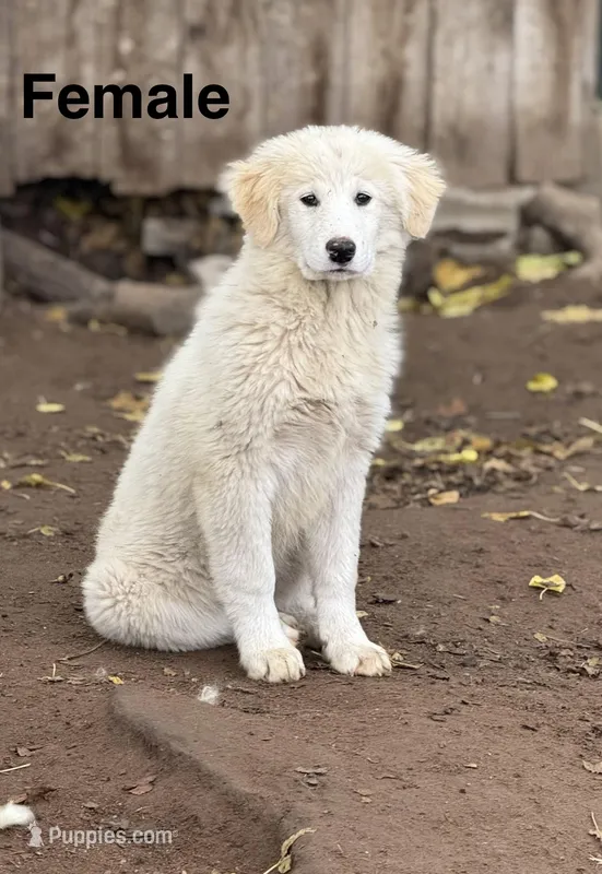 Flour – Great Pyrenees puppy for sale in Madera, CA