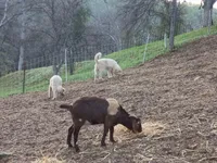 Flour, a male Great Pyrenees for sale in Madera, CA – Photo 2 of 2