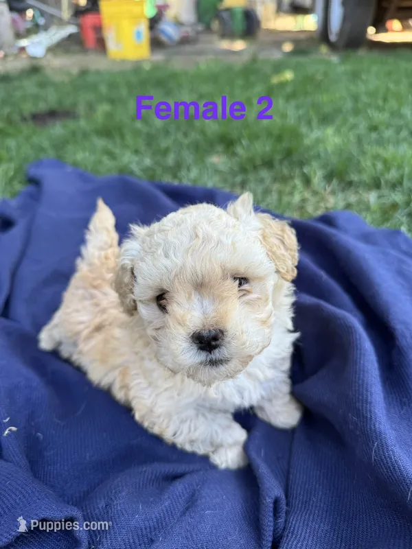 Female 2 – Maltipoo puppy for sale in Madera, CA