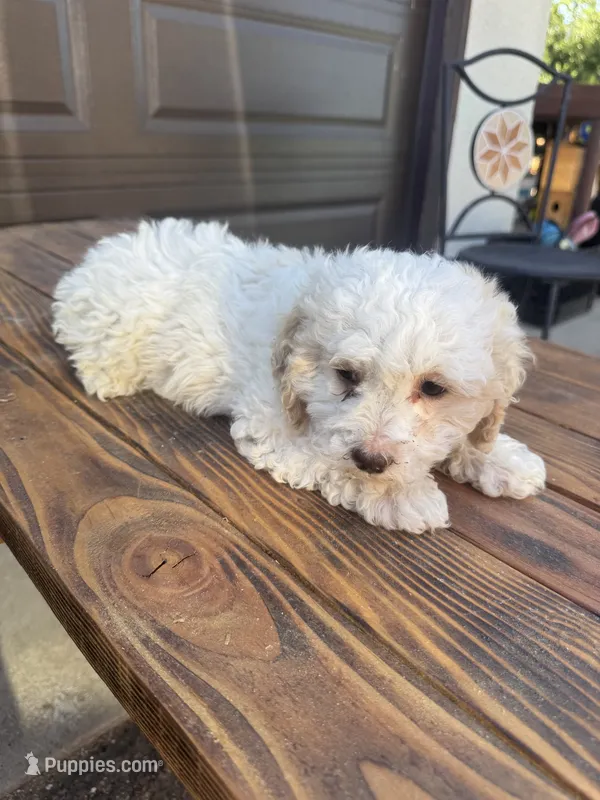 Female 1 – Maltipoo puppy for sale in Madera, CA