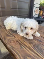 Female 1, a female Maltipoo for sale in Madera, CA – 1 of 6