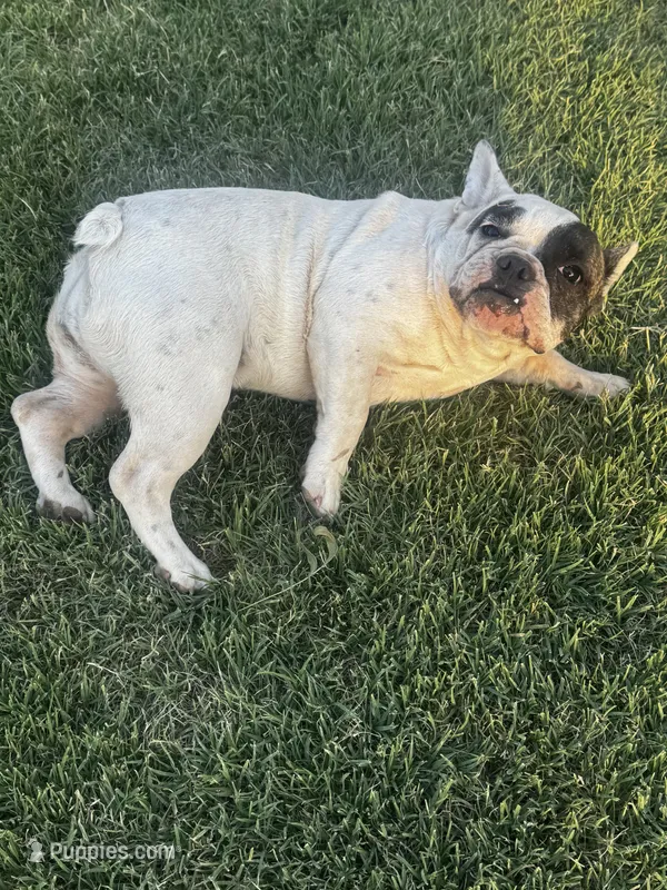 Sprinkles  – French Bulldog puppy for sale in Bakersfield, CA