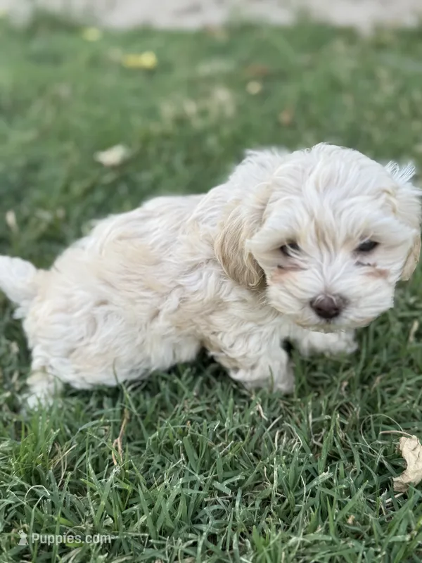 Female 4 – Maltipoo puppy for sale in Madera, CA