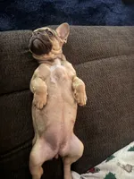 Cleo, a female French Bulldog for sale in Los Angeles, CA – 3 of 3