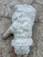 Mini Bean, a male Maltipoo for sale in Madera, CA – Photo 2 of 2