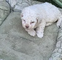 Mini Bean, a male Maltipoo for sale in Madera, CA – 3 of 3