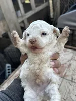 Mini Bean, a male Maltipoo for sale in Madera, CA – Photo 1 of 2