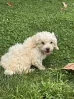 Female 3, a female Maltipoo for sale in Madera, CA – 3 of 7