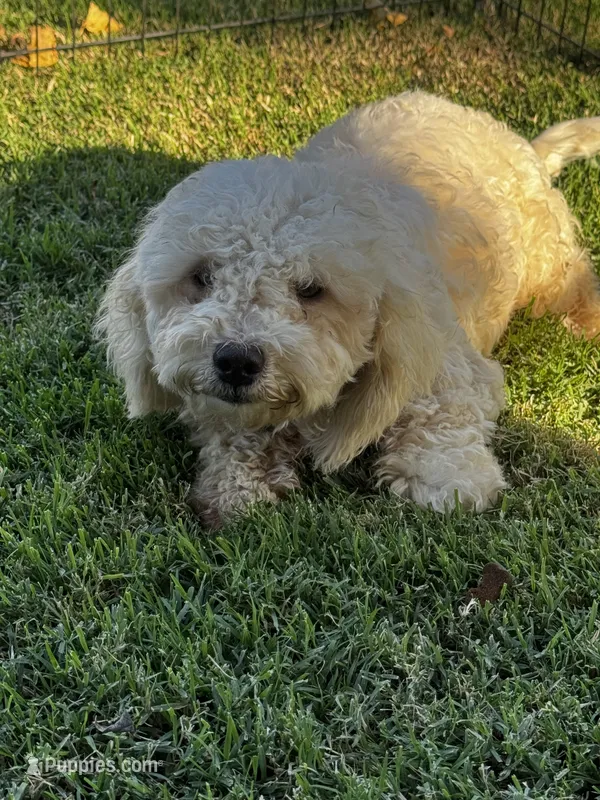 Snowball – Maltipoo puppy for sale in Madera, CA