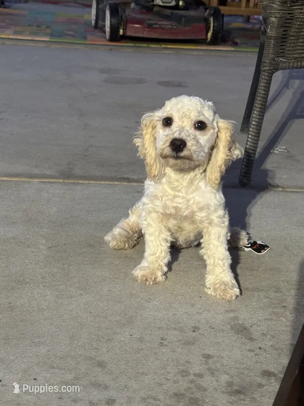 Female 1 – Maltipoo puppy for sale in Madera, CA