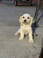 Female 1, a female Maltipoo for sale in Los Angeles, CA – 3 of 9