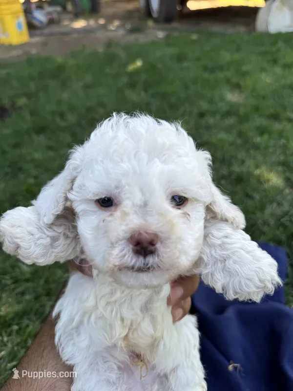 Mini Bean – Maltipoo puppy for sale in Madera, CA