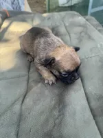 Boy, a male French Bulldog for sale in Madera, CA – 3 of 3