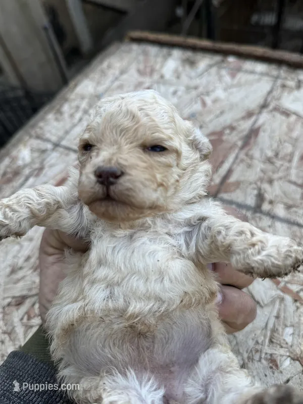 Female 2 – Maltipoo puppy for sale in Madera, CA