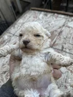 Female 2, a female Maltipoo for sale in Madera, CA – Photo 1 of 2