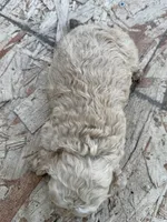 Female 2, a female Maltipoo for sale in Madera, CA – Photo 2 of 2