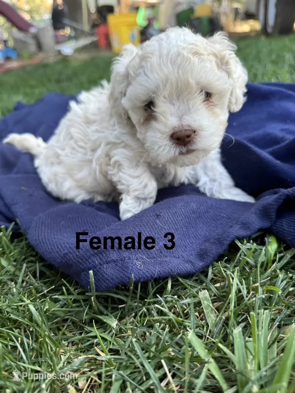 Female 3 – Maltipoo puppy for sale in Madera, CA