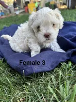 Female 3, a female Maltipoo for sale in Madera, CA – 1 of 3