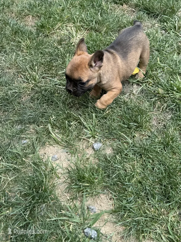 Boy – French Bulldog puppy for sale in Madera, CA