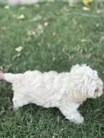 Female 4, a female Maltipoo for sale in Madera, CA – 3 of 7