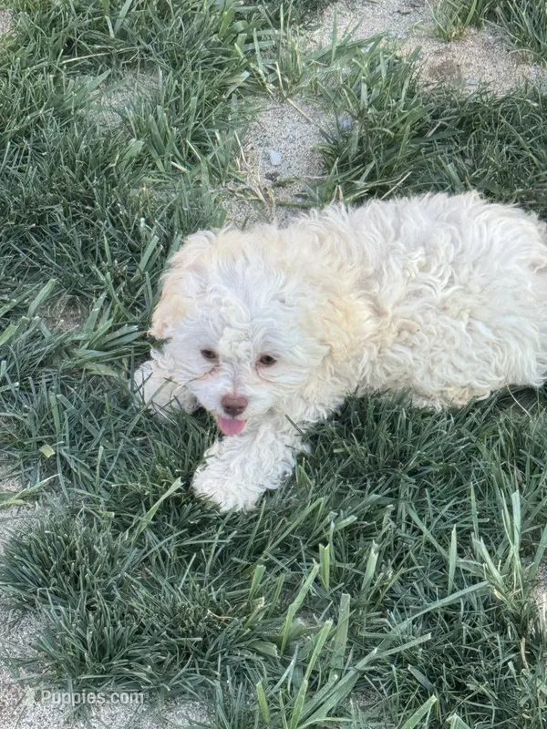 Female 4 – Maltipoo puppy for sale in Madera, CA