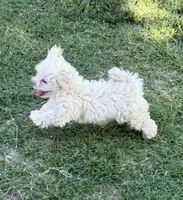 Female 4, a female Maltipoo for sale in Madera, CA – 2 of 6