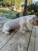Female 4, a female Maltipoo for sale in Los Angeles, CA – 3 of 9