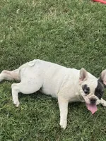 Sprinkles , a female French Bulldog for sale in Los Angeles, CA – 2 of 5
