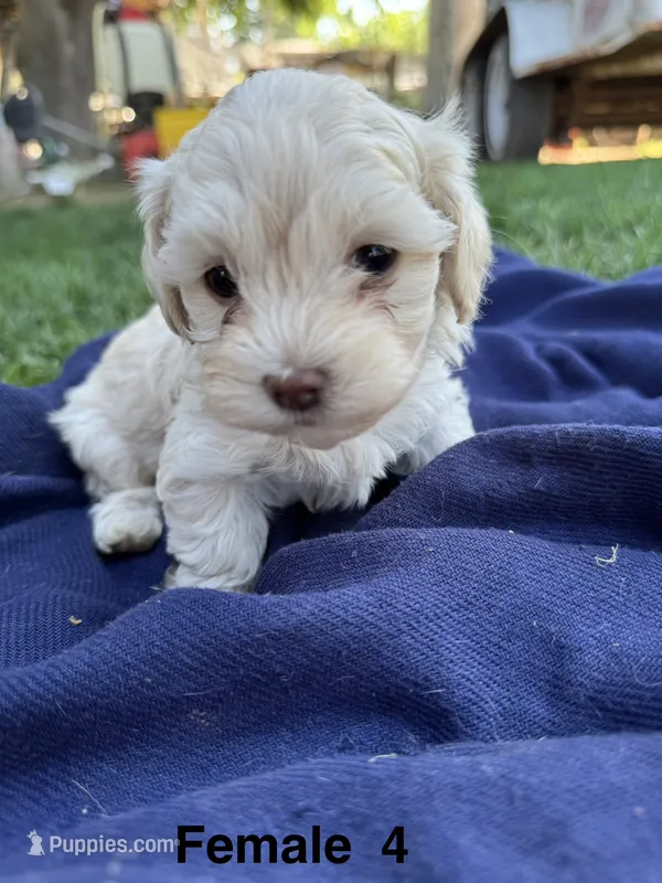 Female 4 – Maltipoo puppy for sale in Madera, CA