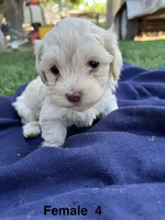 Female 4, a female Maltipoo for sale in Madera, CA – 6 of 7