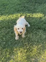 Female 1, a female Maltipoo for sale in Los Angeles, CA – 2 of 9