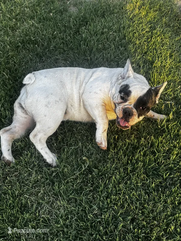 Oreo – French Bulldog puppy for sale in Madera, CA