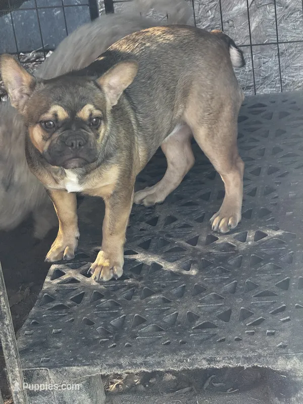 Cleo – French Bulldog puppy for sale in Madera, CA