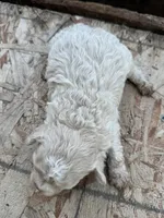 Female 3, a female Maltipoo for sale in Madera, CA – Photo 2 of 2