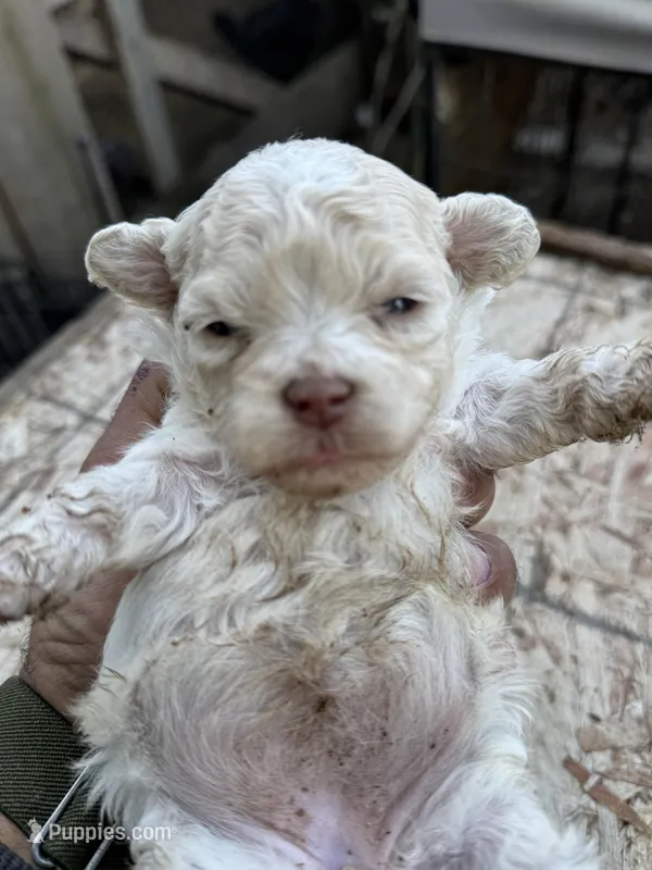 Female 3 – Maltipoo puppy for sale in Madera, CA