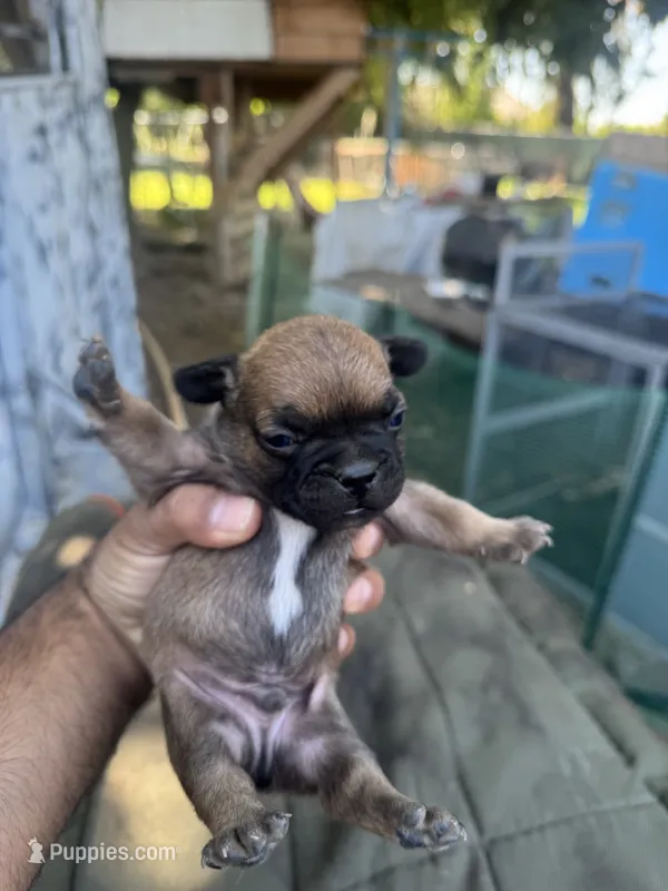 Boy – French Bulldog puppy for sale in Madera, CA