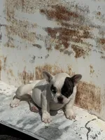 Sprinkles , a female French Bulldog for sale in Madera, CA – 2 of 2