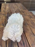 Female 4, a female Maltipoo for sale in Madera, CA – 4 of 6